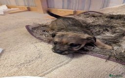 Mixed Breed dogs for sale: Norfolk terrier cross cairn terrier  - Image 6