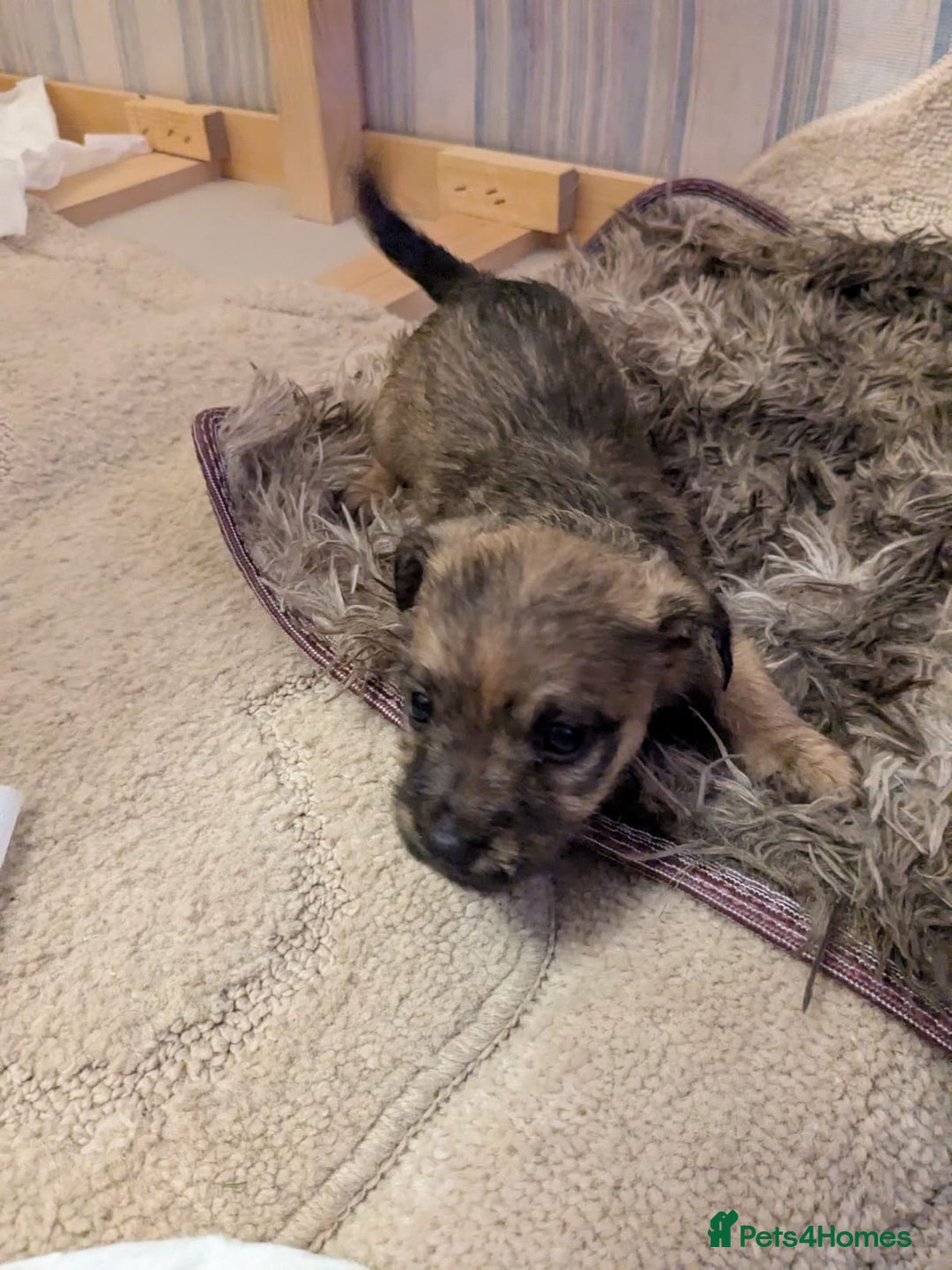 Mixed Breed dogs for sale: Norfolk terrier cross cairn terrier  - Image 6