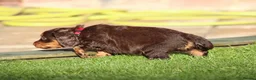 Cocker Spaniel dogs for sale: Beautiful pups in Durham - Advert 12