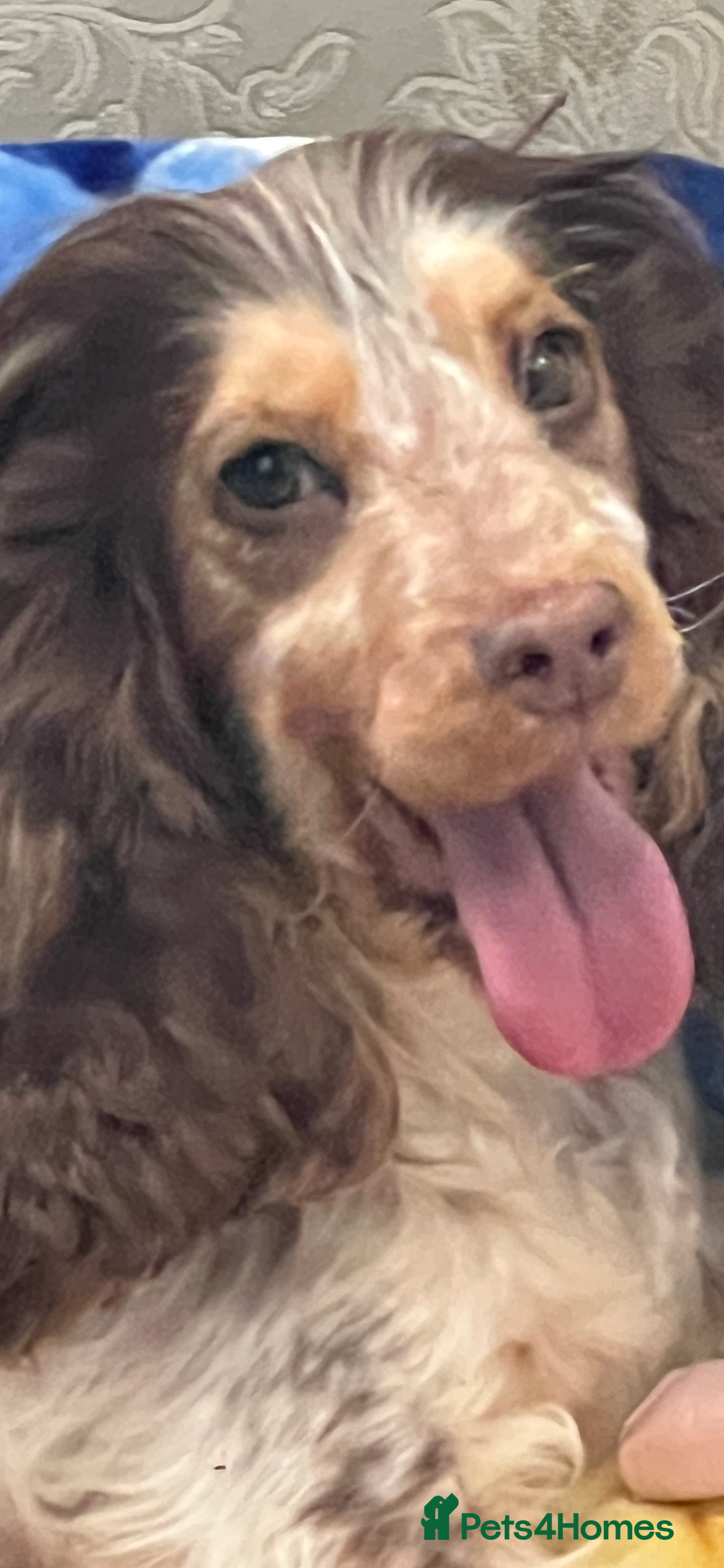 Cocker Spaniel dogs for sale: True show cocker spaniel pups  - Image 13