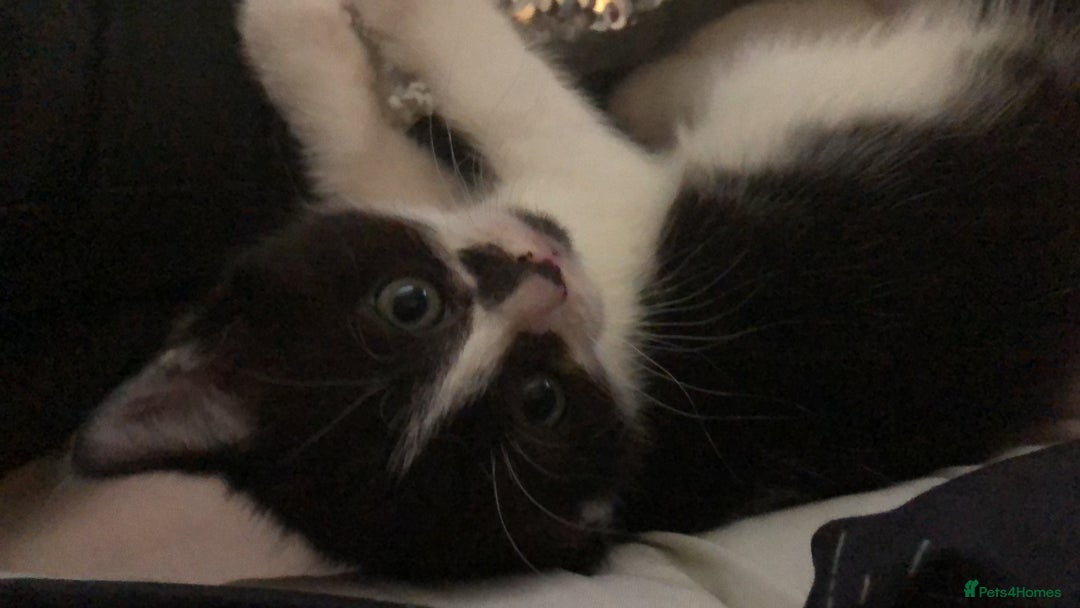 Mixed Breed cats for sale: 2 stunning kittens x - Image 11