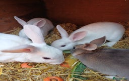 Rex rabbits for sale: Gorgeous mini rex looking for forever homes - Image 9