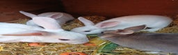 Rex rabbits for sale: Gorgeous mini rex looking for forever homes - Advert 10