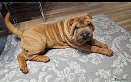 Mixed Breed dogs for sale: Chow Pei puppies - Advert 6