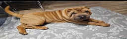 Mixed Breed dogs for sale: Chow Pei puppies - Advert 6