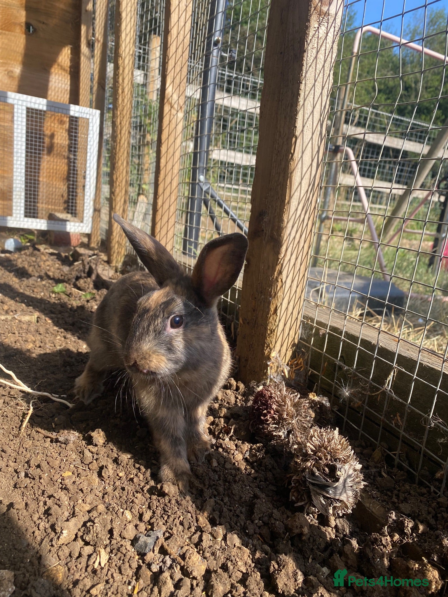 Mixed Breed rabbits 1 girl and 3 boys left  - Advert 17