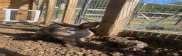 Mixed Breed rabbits for sale: Price reduced! 3 boys and 1 girl left  - Advert 1