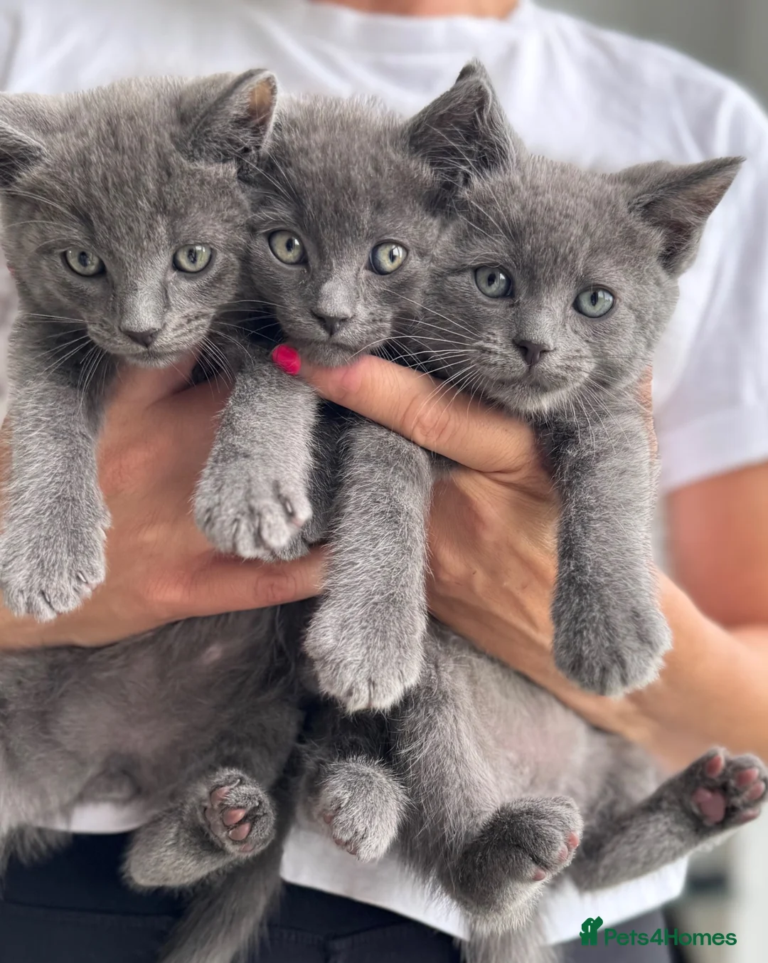Ragdoll cats for sale: Smokey Grey Ragdoll X Kittens  - Advert 1