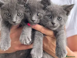 Ragdoll cats Smokey Grey Ragdoll X Kittens - Advert 1