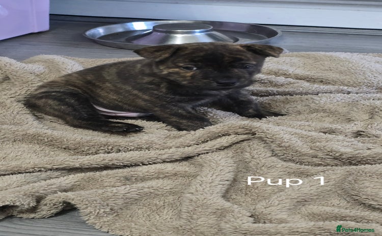 Mixed Breed dogs Chaffy puppies Chow x Staffy - Advert 8