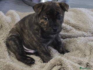 Mixed Breed dogs Chaffy puppies Chow x Staffy - Advert 10