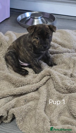 Mixed Breed dogs Chaffy puppies Chow x Staffy - Advert 8