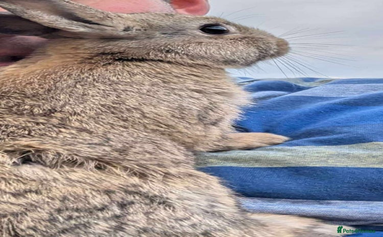 Netherland Dwarf rabbits - Advert 13