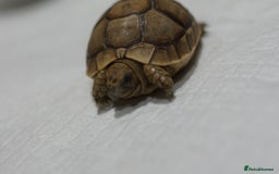 Tortoise reptiles for sale: Greek Tortoises for sale - Image 16