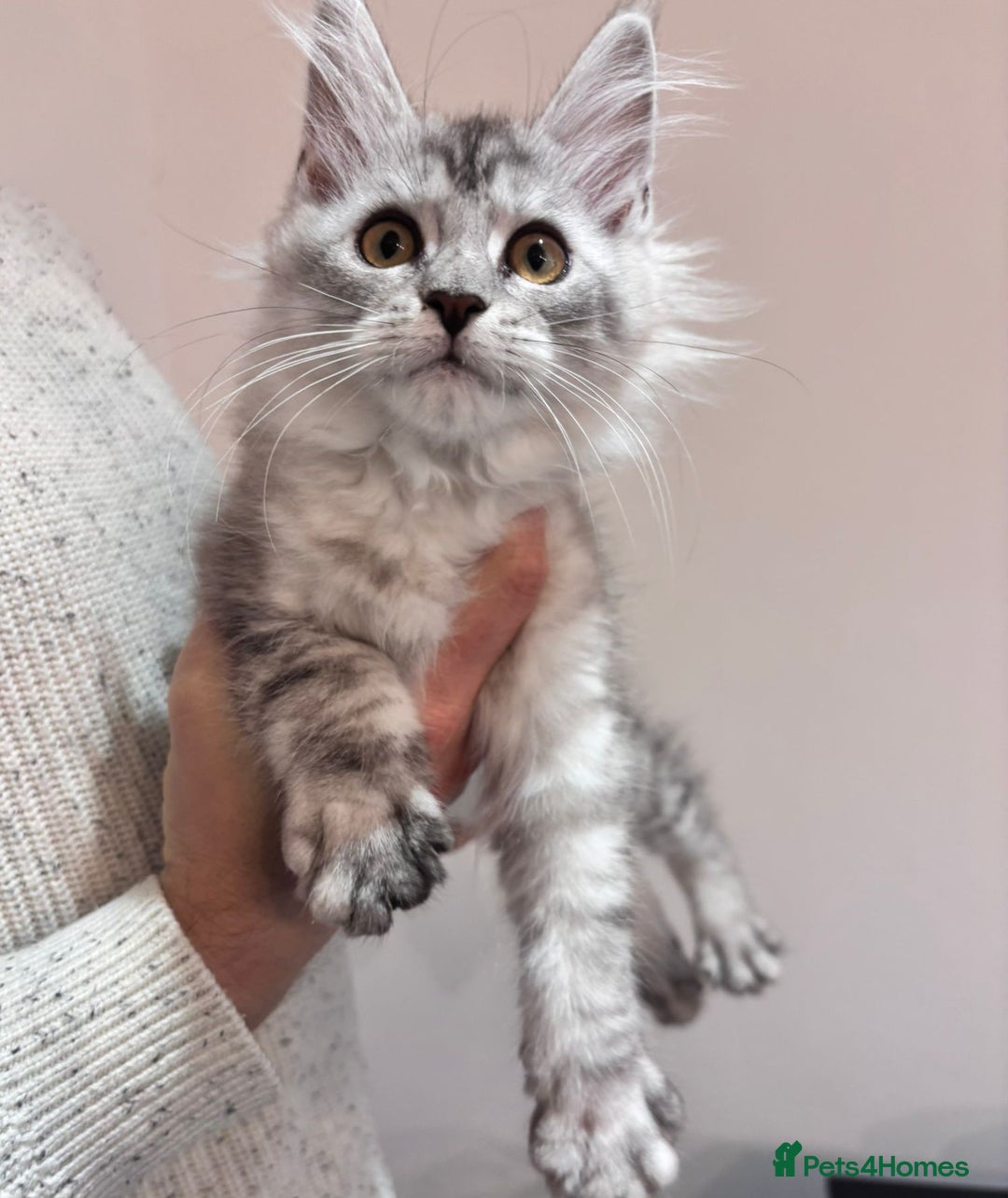 Maine Coon cats for sale: 💕5 TICA registered DNA CLEAR💕  - Image 15