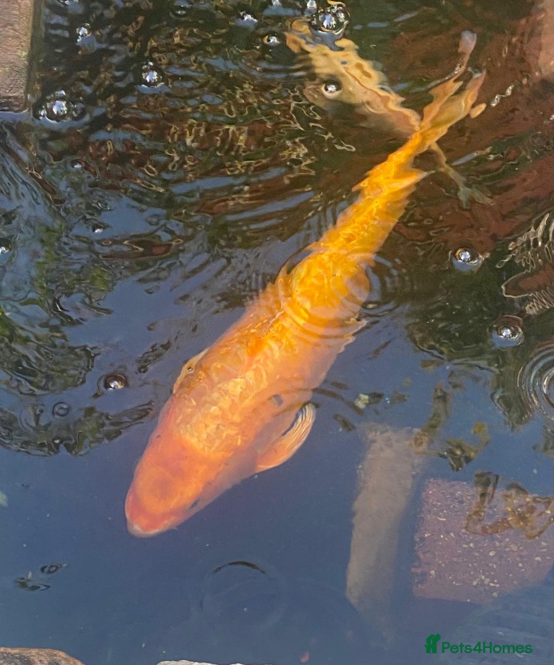 Koi Carp fish for sale: Koi Carp fish/ mixed fish - Image 2
