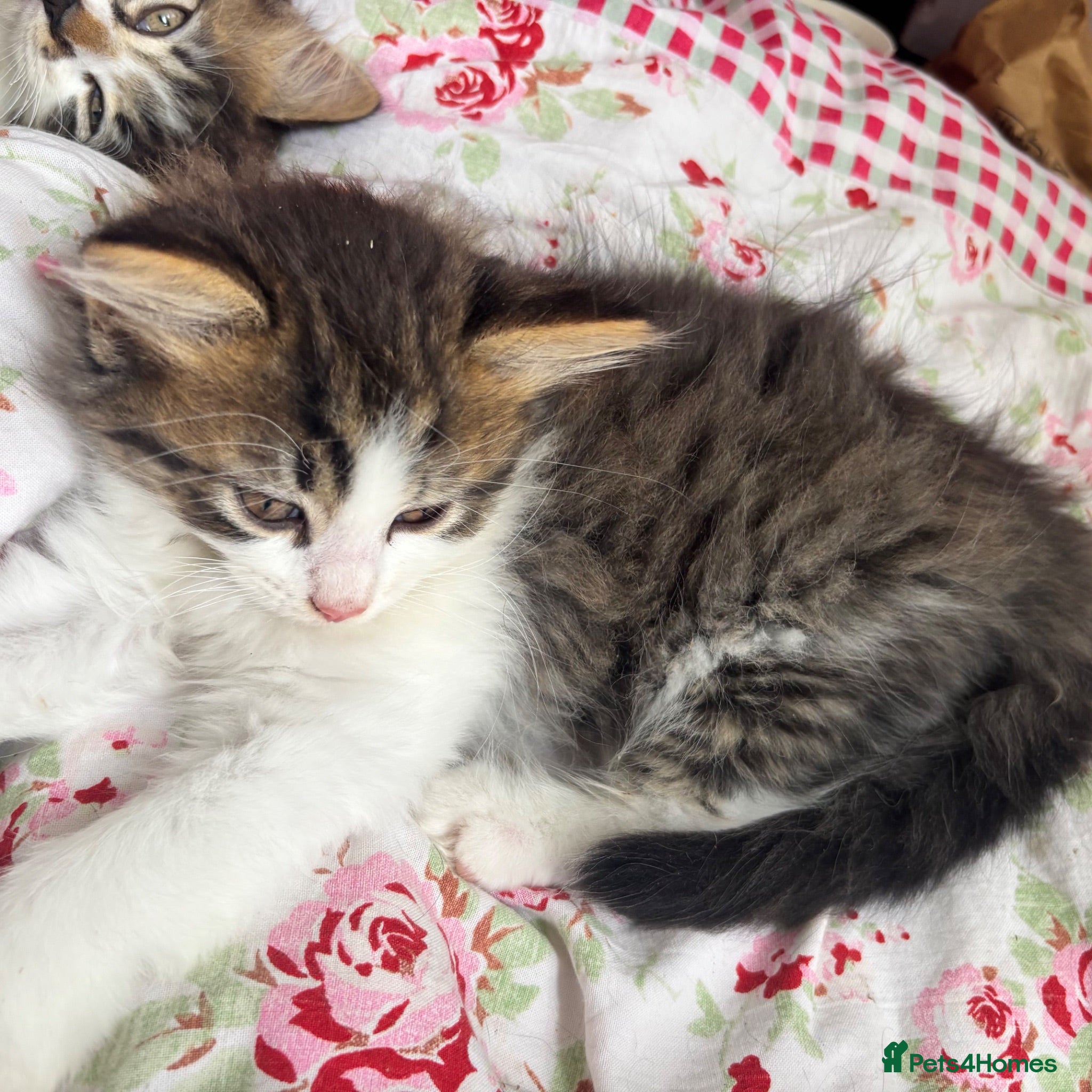 Mixed Breed cats Long hair white & tabby dog friendly  - Advert 1