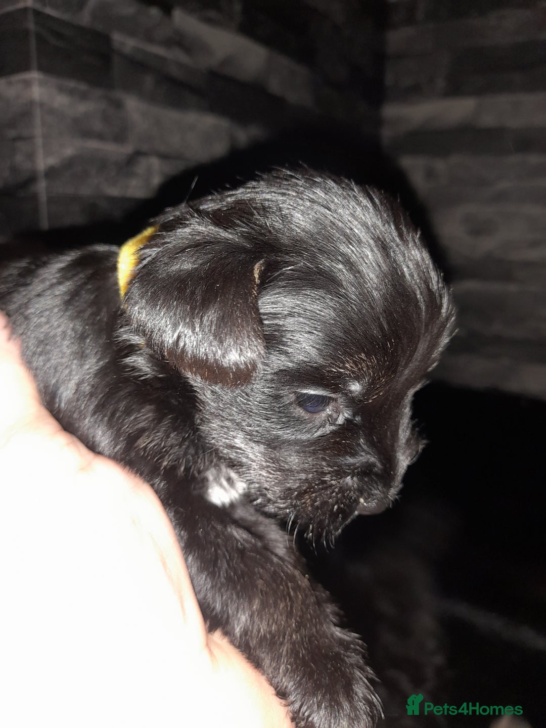 Mixed Breed dogs for sale: Snorkie pups - Advert 9