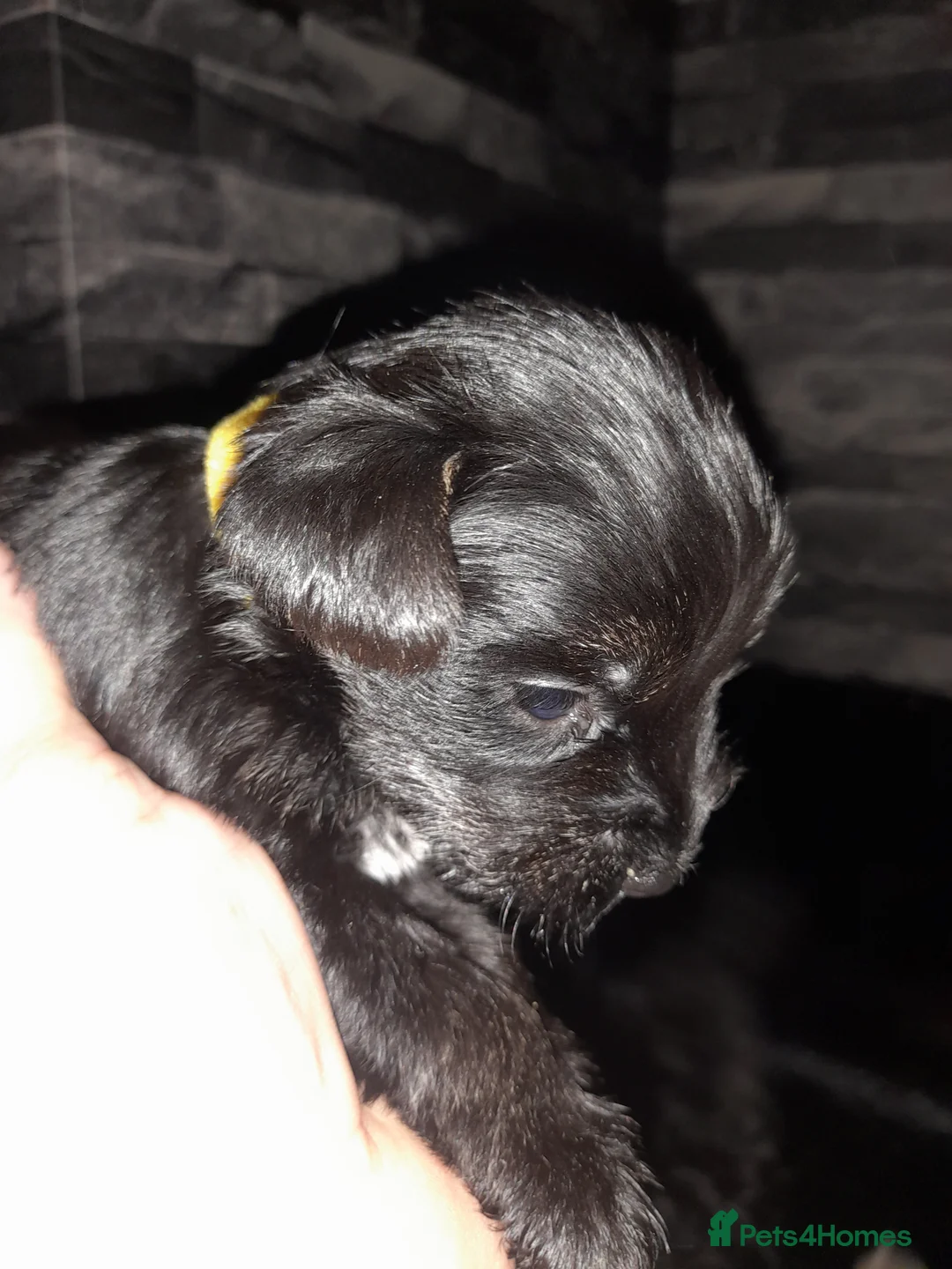 Mixed Breed dogs for sale: Snorkie pups - Advert 9