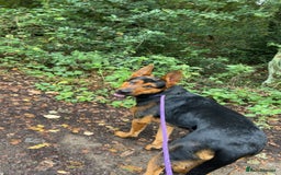 Mixed Breed dogs for sale: Gorgeous Chinese red dog cross  - Image 1