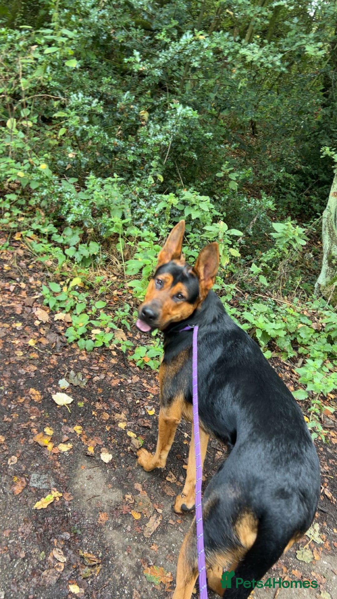 Mixed Breed dogs for sale: Gorgeous Chinese red dog cross  - Image 1