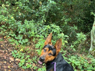 Mixed Breed dogs - Advert 2