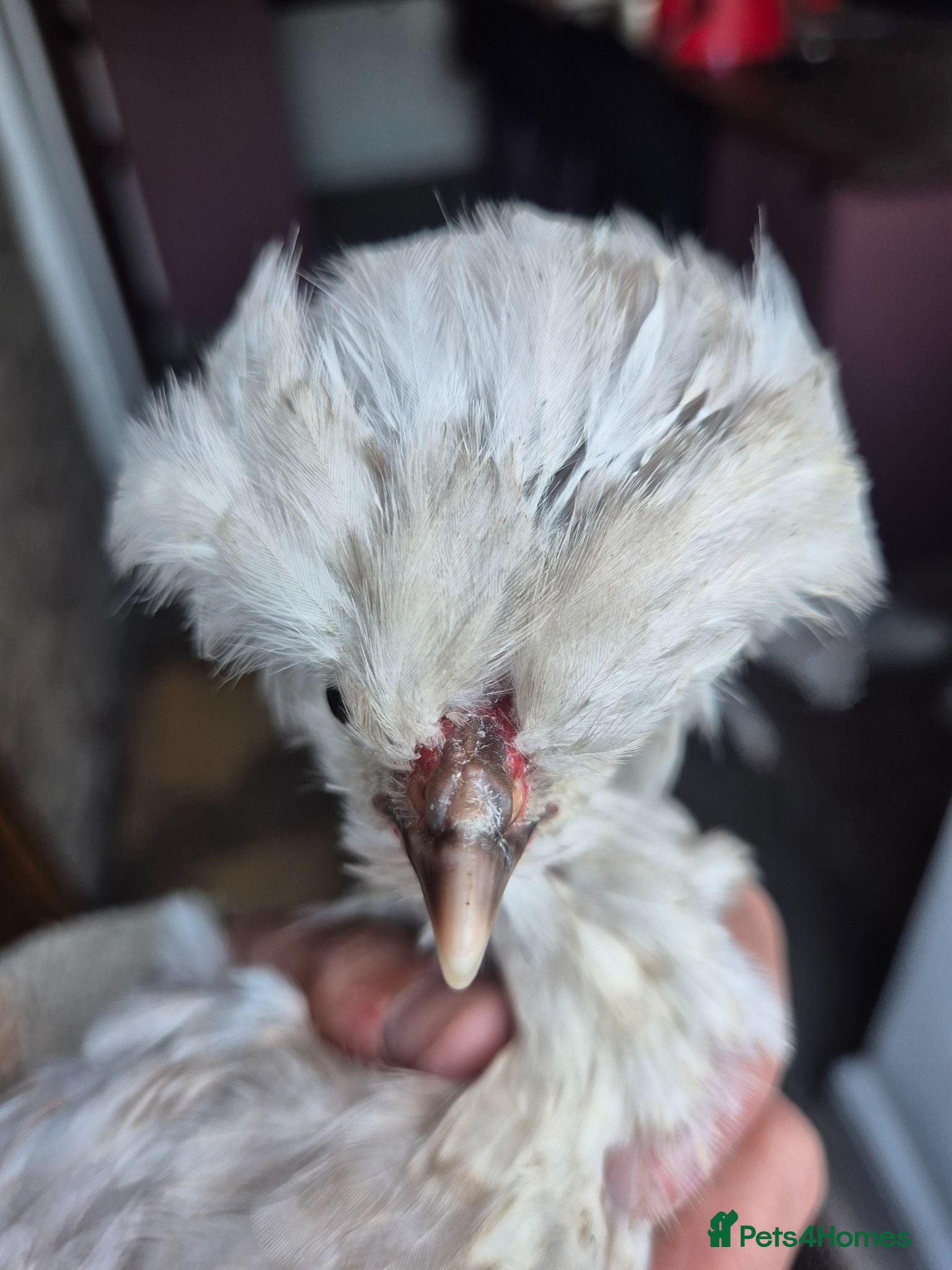 Chickens poultry Free polish cockrell  - Advert 1
