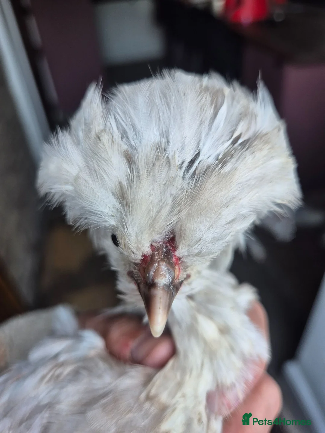 Chickens poultry for sale: Free polish cockrell  in Keighley - Advert 1