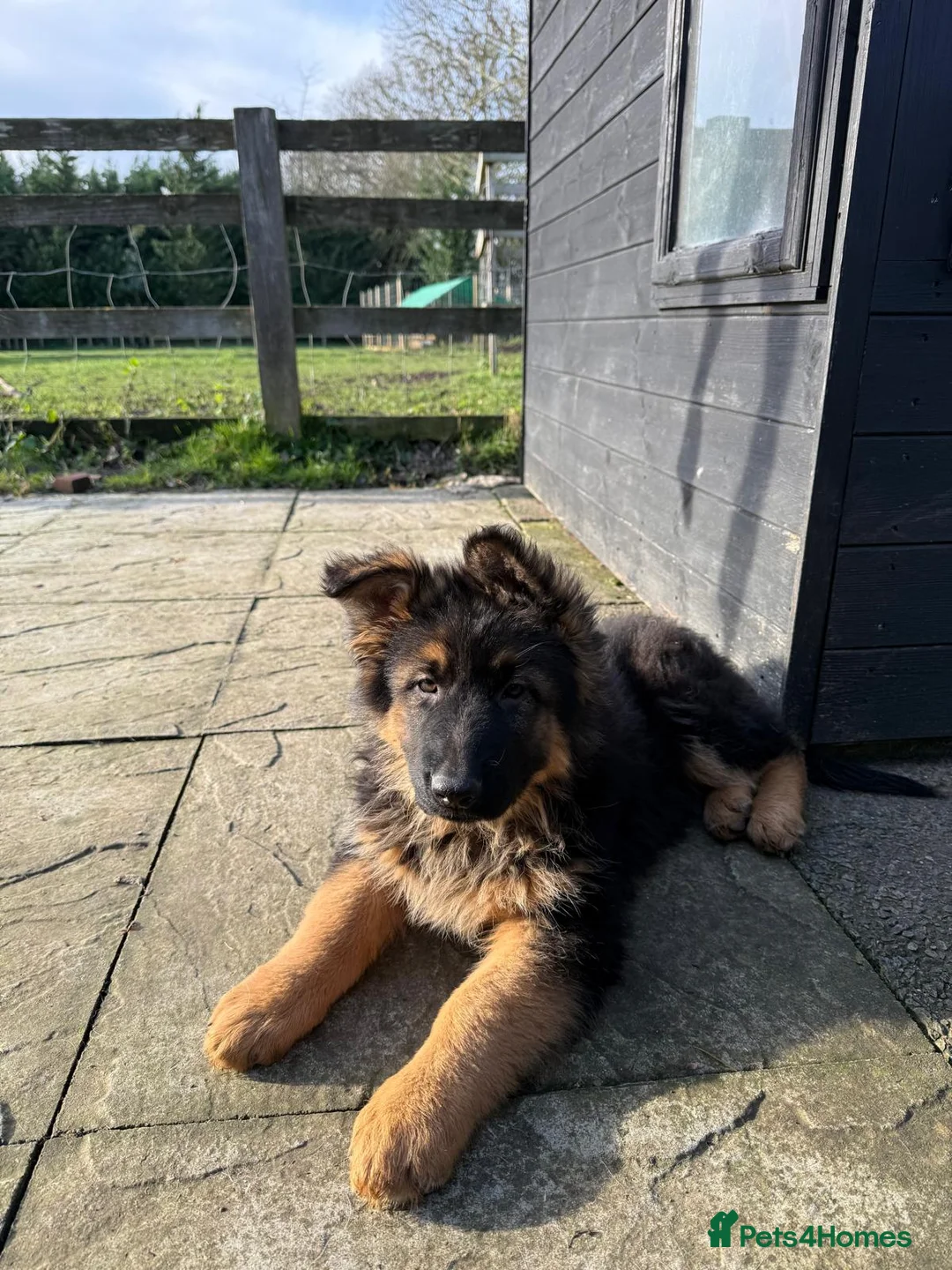 German Shepherd dogs for sale: Straight backed German Shepherd  - Advert 6