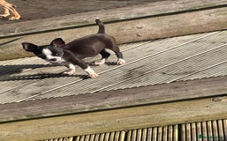 Chihuahua dogs for sale: Chihuahua female puppies - Image 19