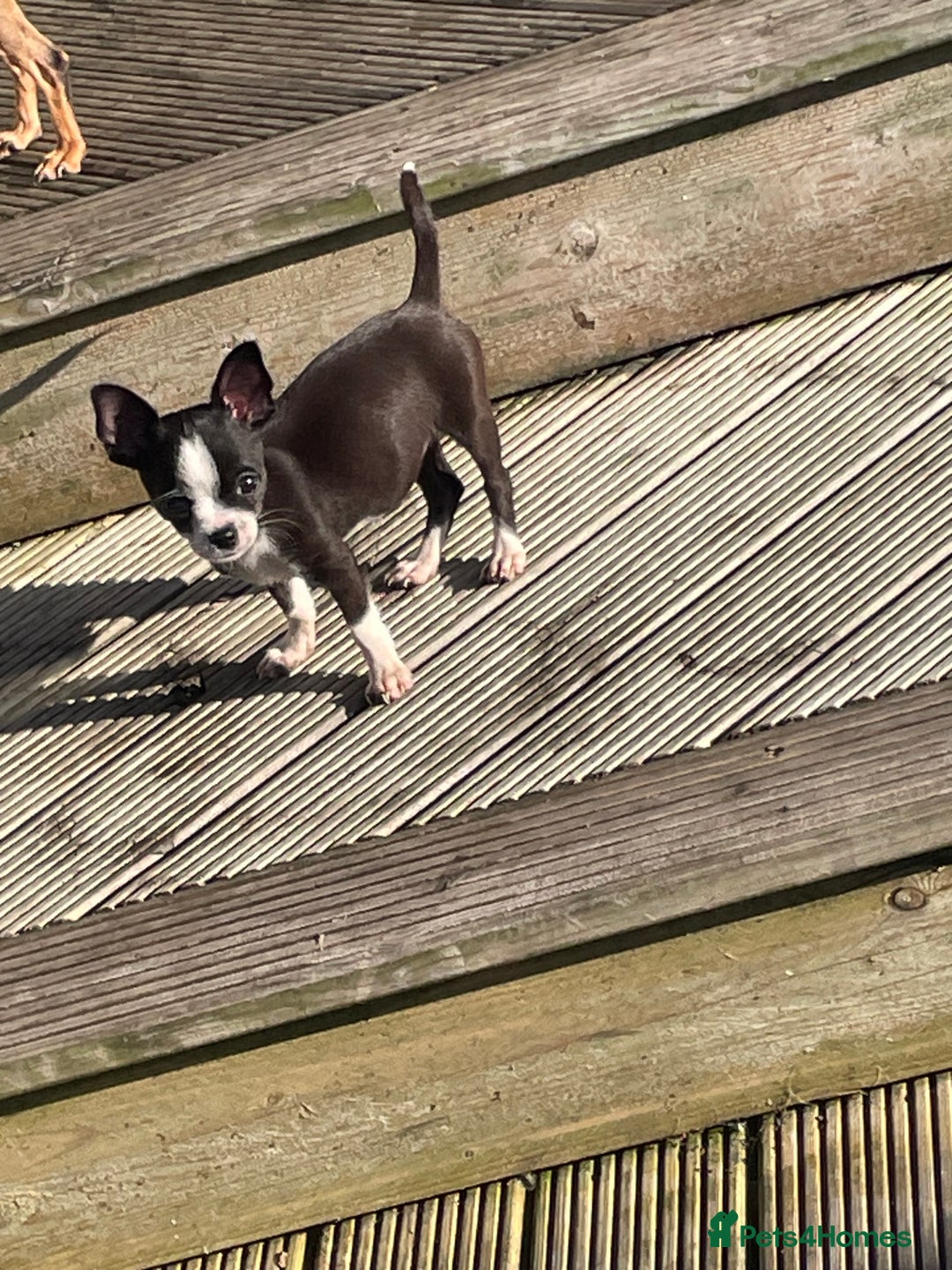 Chihuahua dogs for sale: Chihuahua female puppies - Image 19