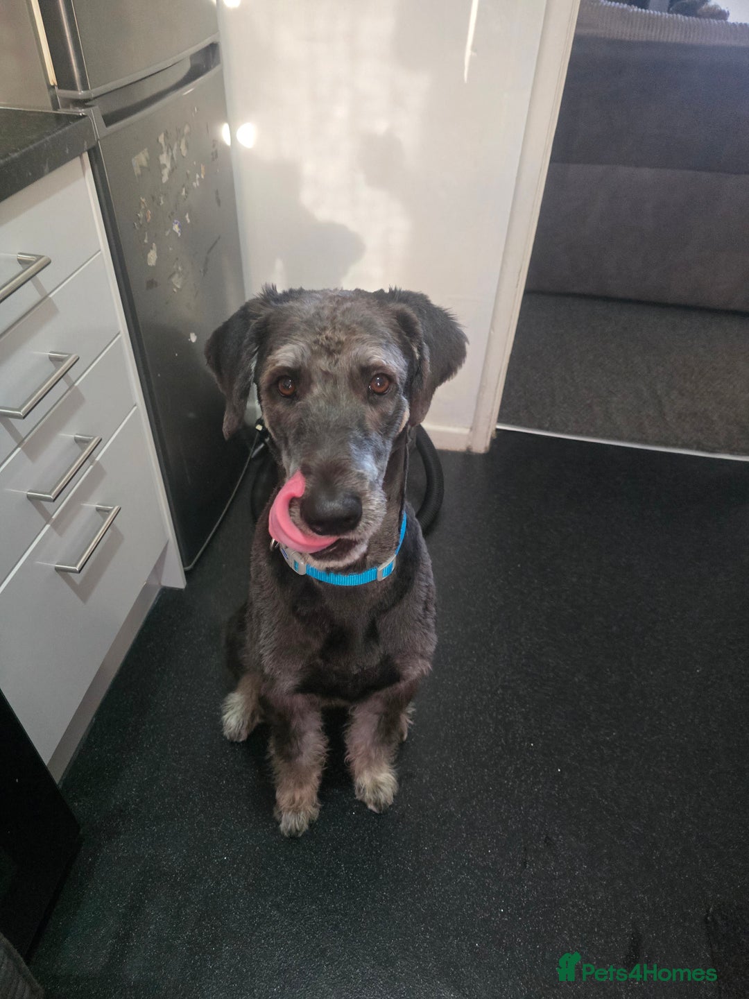 Mixed Breed dogs for sale: Huskydoodle  - Advert 1