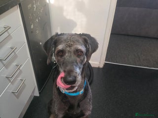 Mixed Breed dogs Huskydoodle - Advert 1