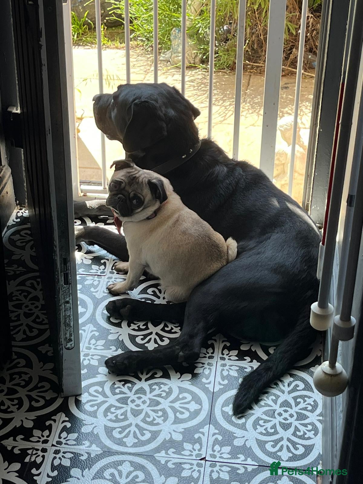 Pug dogs Loving Pug  - Advert 2