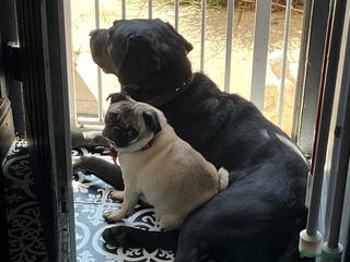 Pug dogs Loving Pug - Advert 2