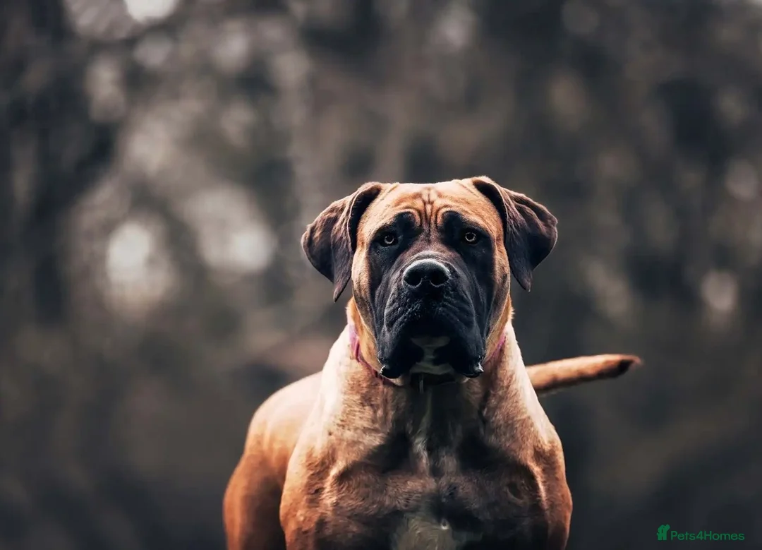 Boerboel dogs for sale: Stunning Boerboel Girl - Advert 1