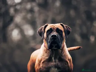 Boerboel dogs Stunning Boerboel Girl - Advert 18