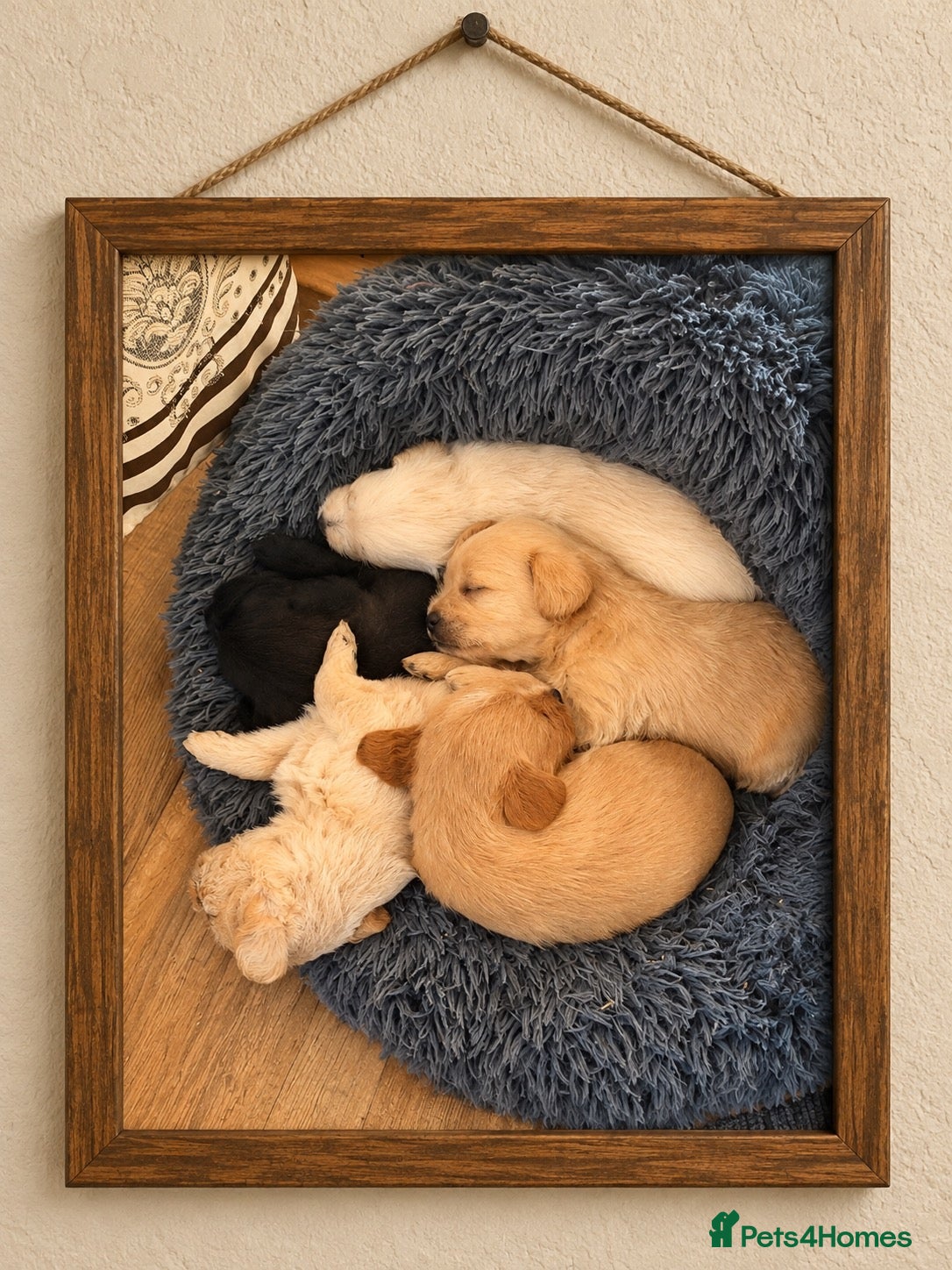Mixed Breed dogs North Terry Cross by poodle - Advert 2