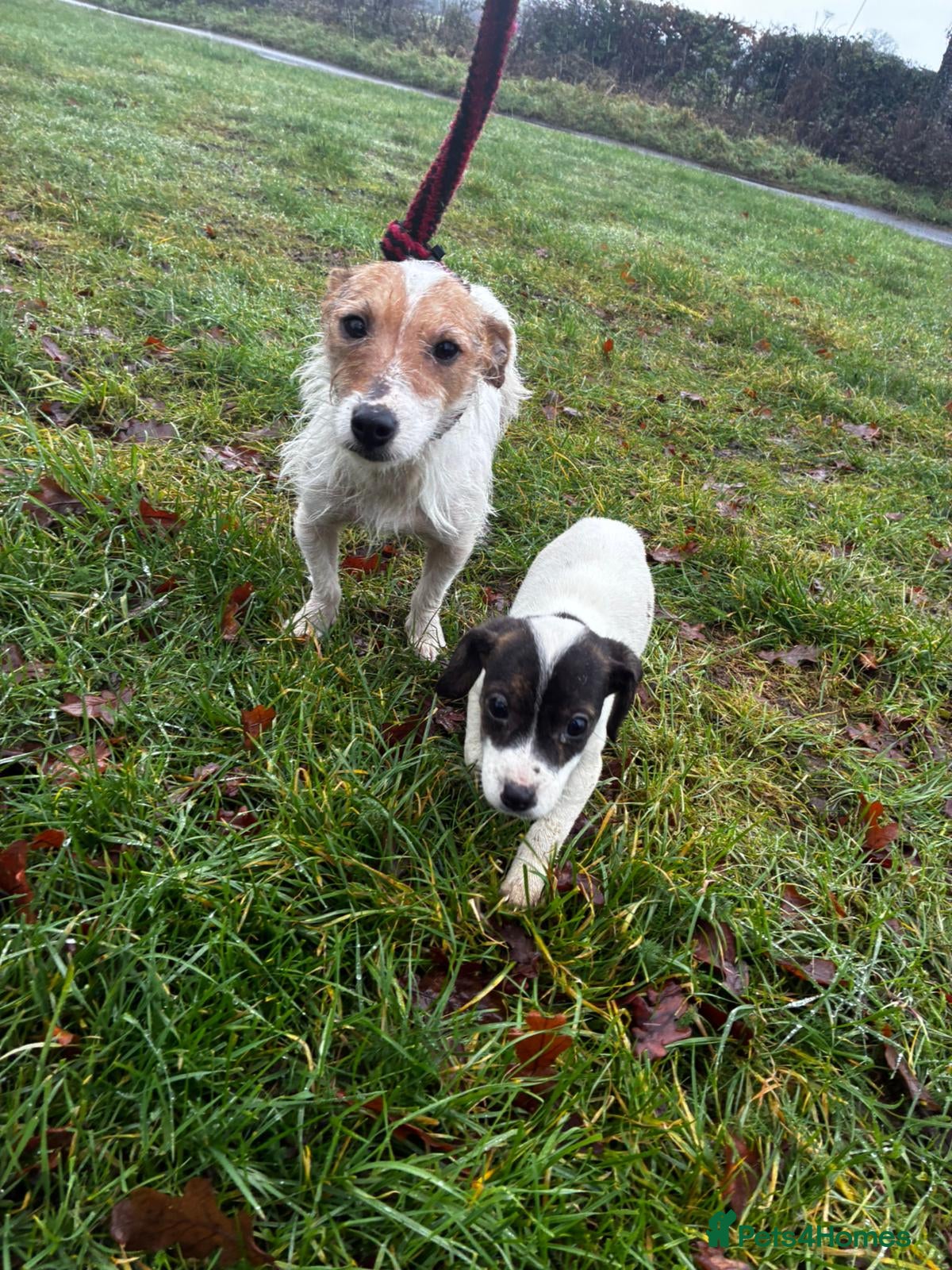 Jack Russell dogs Jack russel girl pup🎀 - Advert 1