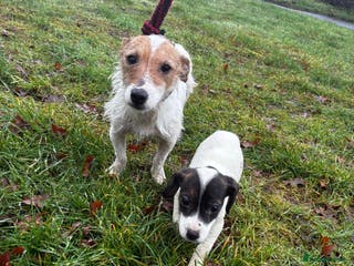 Jack Russell dogs Jack russel girl pup🎀 - Advert 1