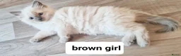 Ragdoll cats for sale: Pure ragdoll kitten  in Leicester - Advert 17