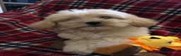 Shihpoo dogs for sale: shihpoo puppies for sale  - Advert 2