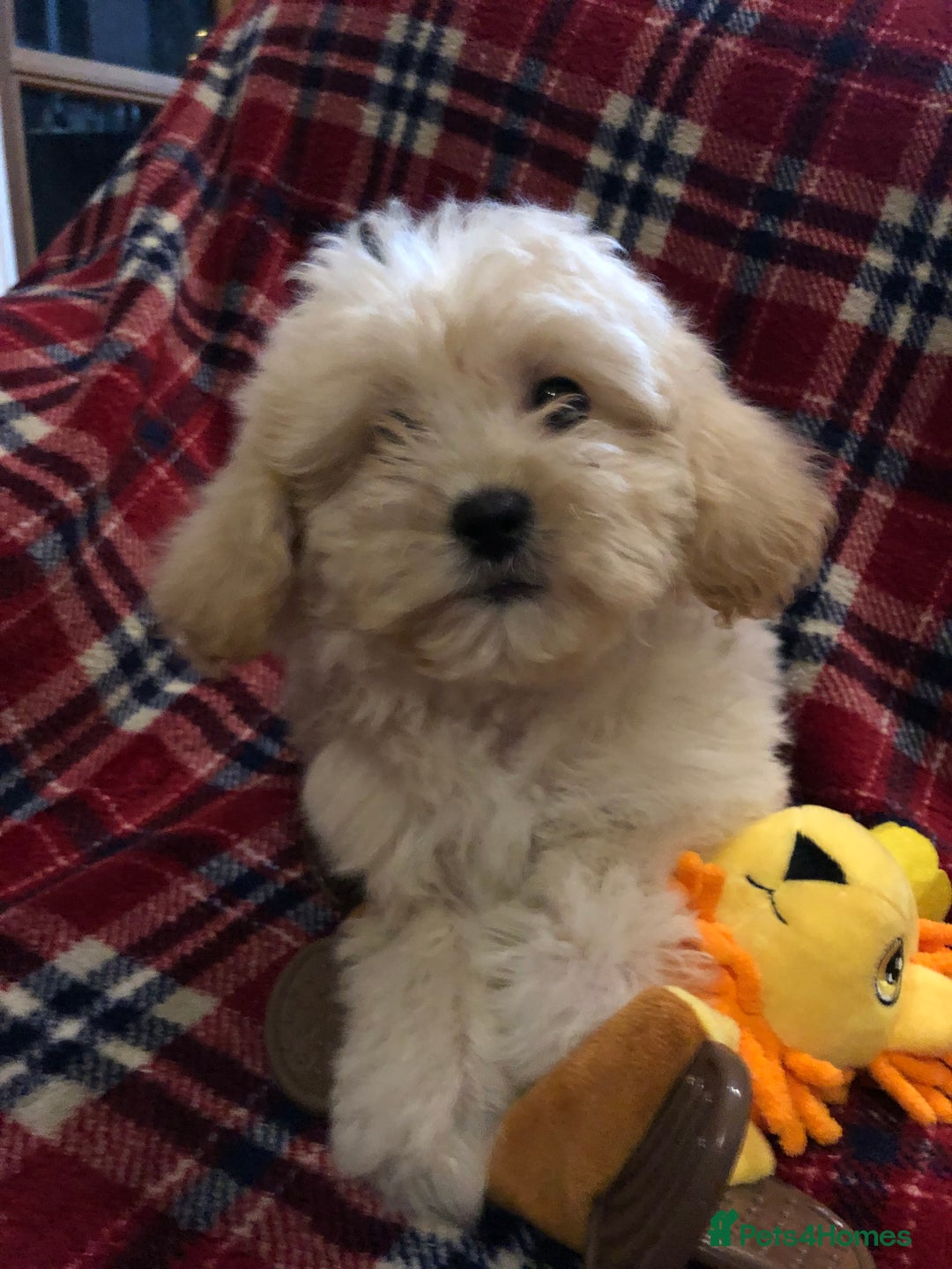 Shihpoo dogs for sale: shihpoo puppies for sale  - Advert 2