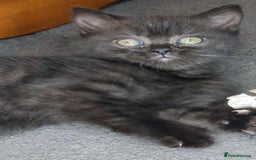 British Shorthair cats for sale:  Ready now. British shorthair kittens  - Image 8