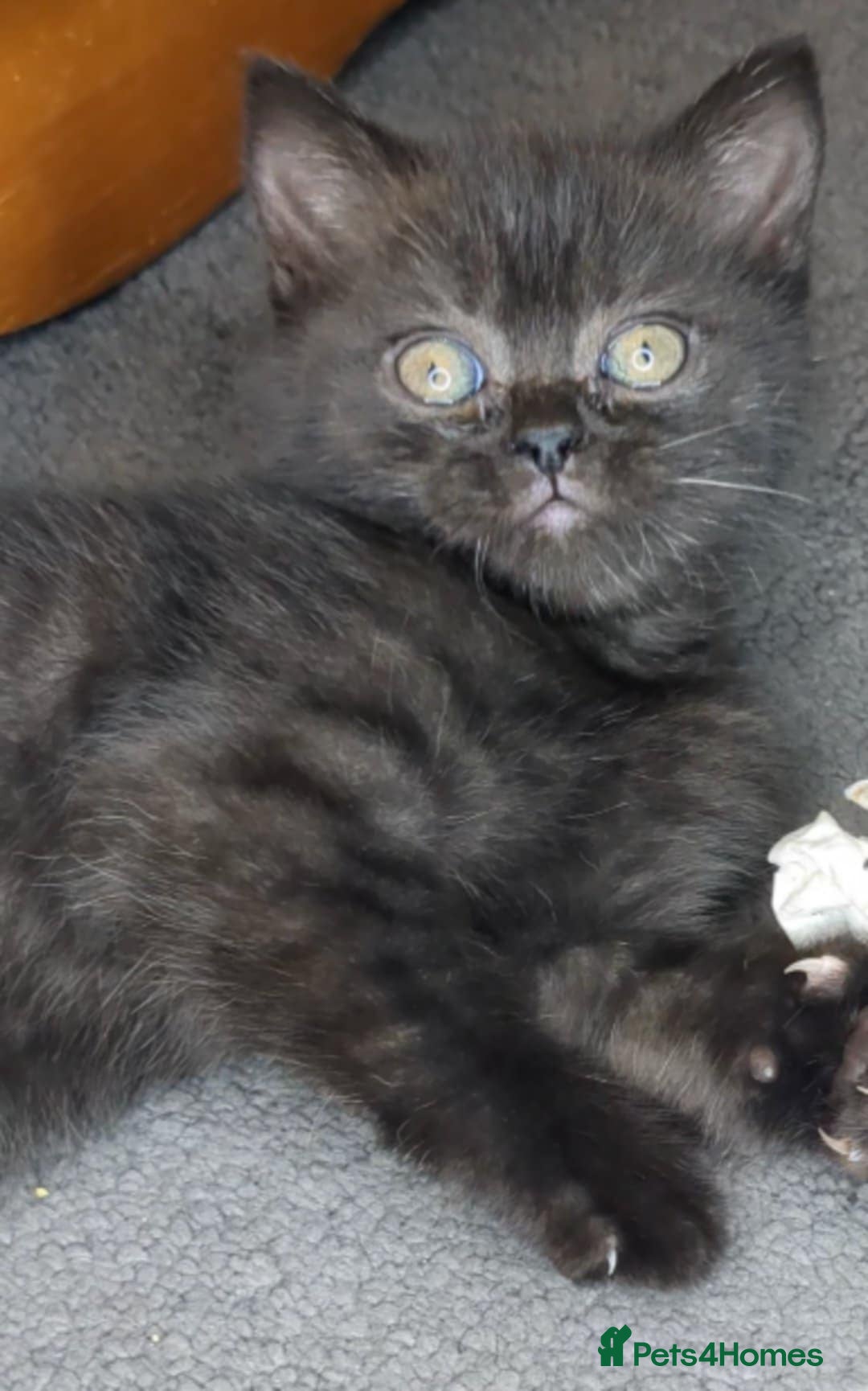 British Shorthair cats for sale:  Ready now. British shorthair kittens  - Image 8