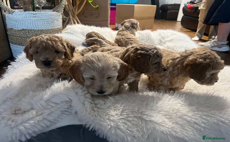 Cockapoo dogs - Advert 4
