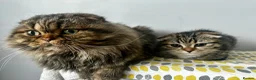 Mixed Breed cats for sale:     Adorable Kitten Looking for a Loving Home - Advert 20