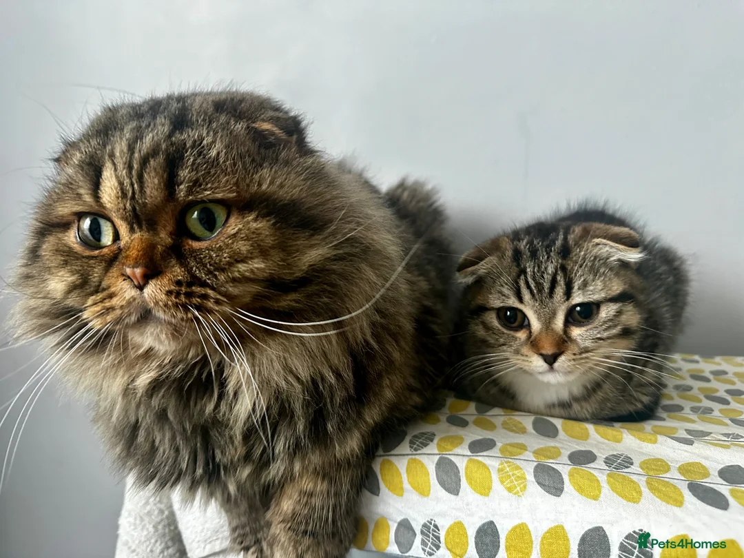 Mixed Breed cats for sale:     Adorable Kitten Looking for a Loving Home - Advert 20