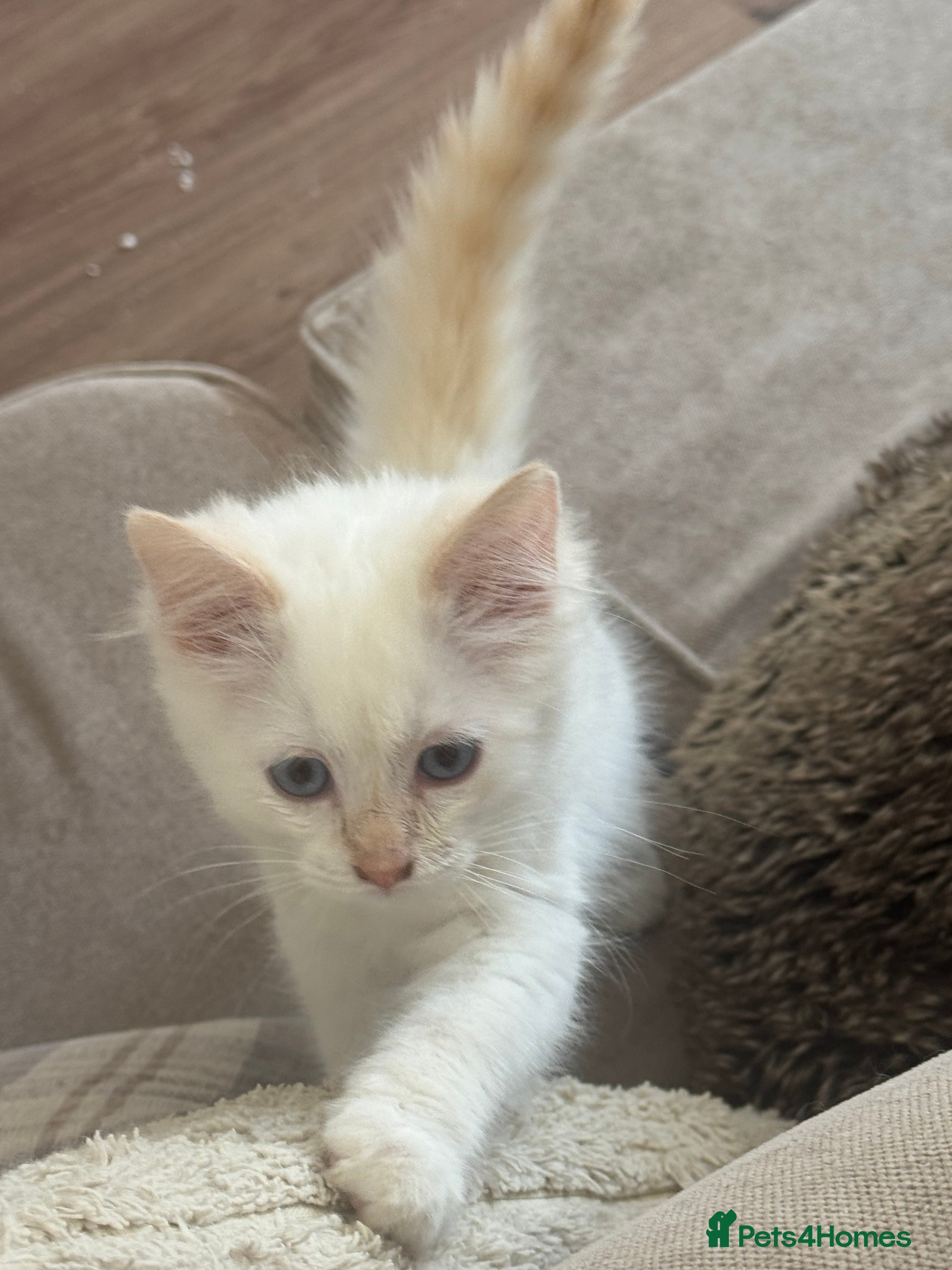 Ragdoll cats Ragdoll kittens GCCF champion breed show quality  - Advert 2