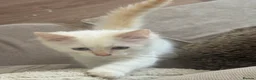 Ragdoll cats for sale: Ragdoll kittens GCCF champion breed show quality  - Advert 34